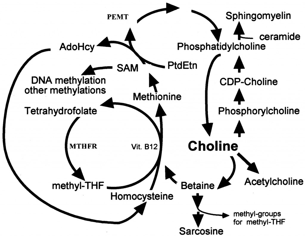 Choline er sentral i mange biologiske funksjoner