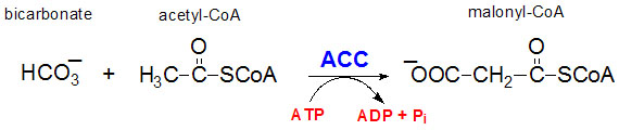 Bilde: www.themedicalbiochemistrypage.org