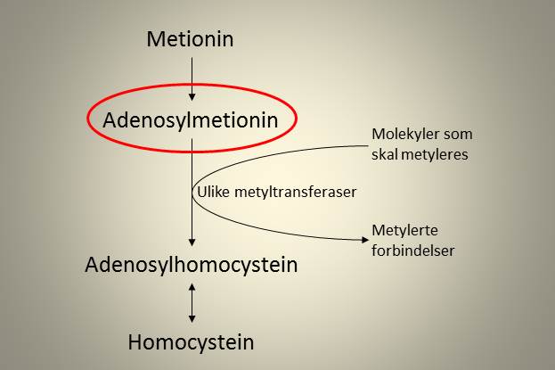 Enkarbonmetabolisme 1