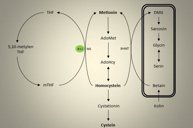 Enkarbonmetabolisme 2