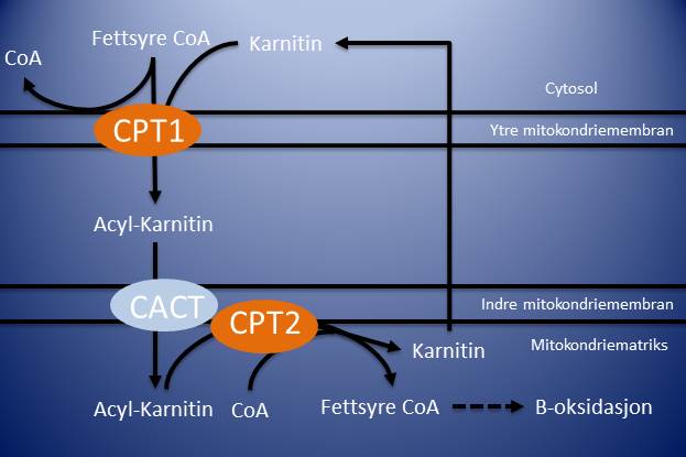 Figuren viser hvordan karnitin kobles til fettsyrene og frakter dem inn i mitokondriet.