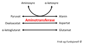Aminosyresyntese
