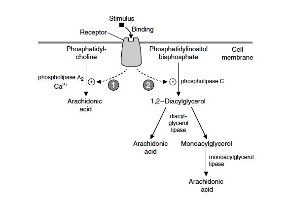Figur 1. Frigjøring av arakidonsyre (AA) fra cellemembranen © Mark’s basic medical biochemistry