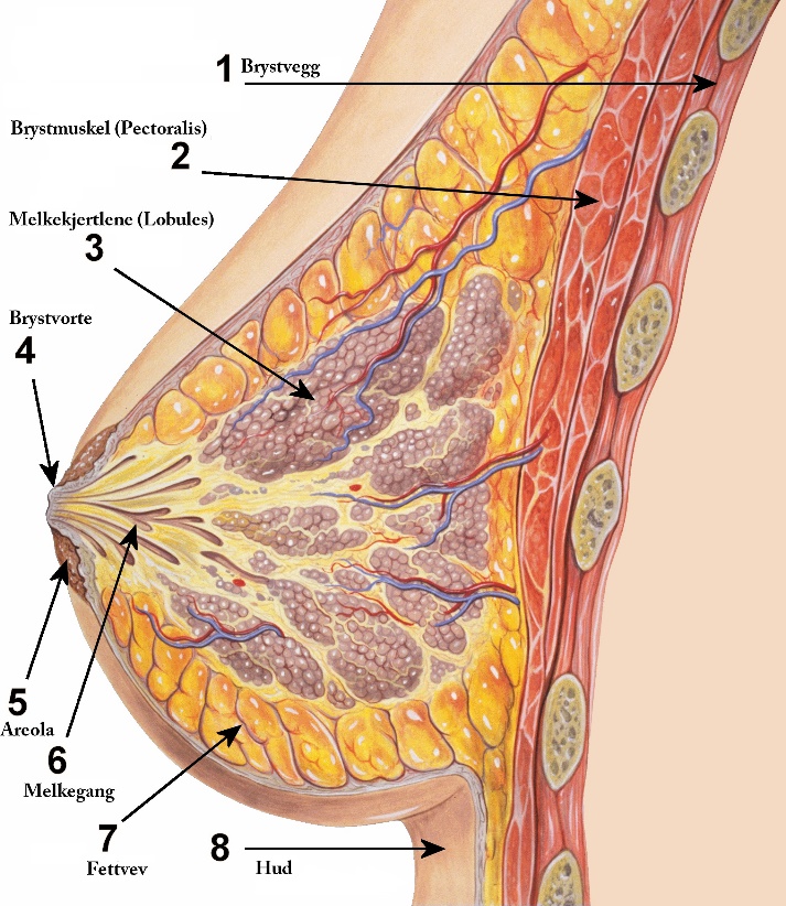 http://commons.wikimedia.org/wiki/File:Breast_anatomy_normal_scheme.png
