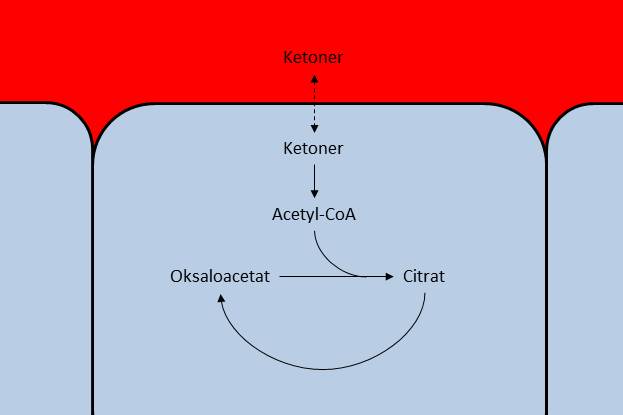 Ketonlegemene diffunderer fra blodet og over i cellene. Når mengden oksaloacetat reduseres, vil mindre ketoner tas opp av cellen, og konsentrasjonene i blodet øker.