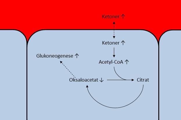 Når glukoneogenesen fører til tapping av oksaloacetat får vi en opphopning av Acetyl-CoA og ketoner inne i cellen, og dermed en økning av ketonkonsentrasjonen i blodet.