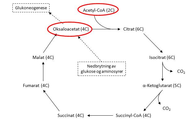 Sitronsyresyklusen, med oversikt over antall karbonatomer og metabolisme av oksaloacetat.