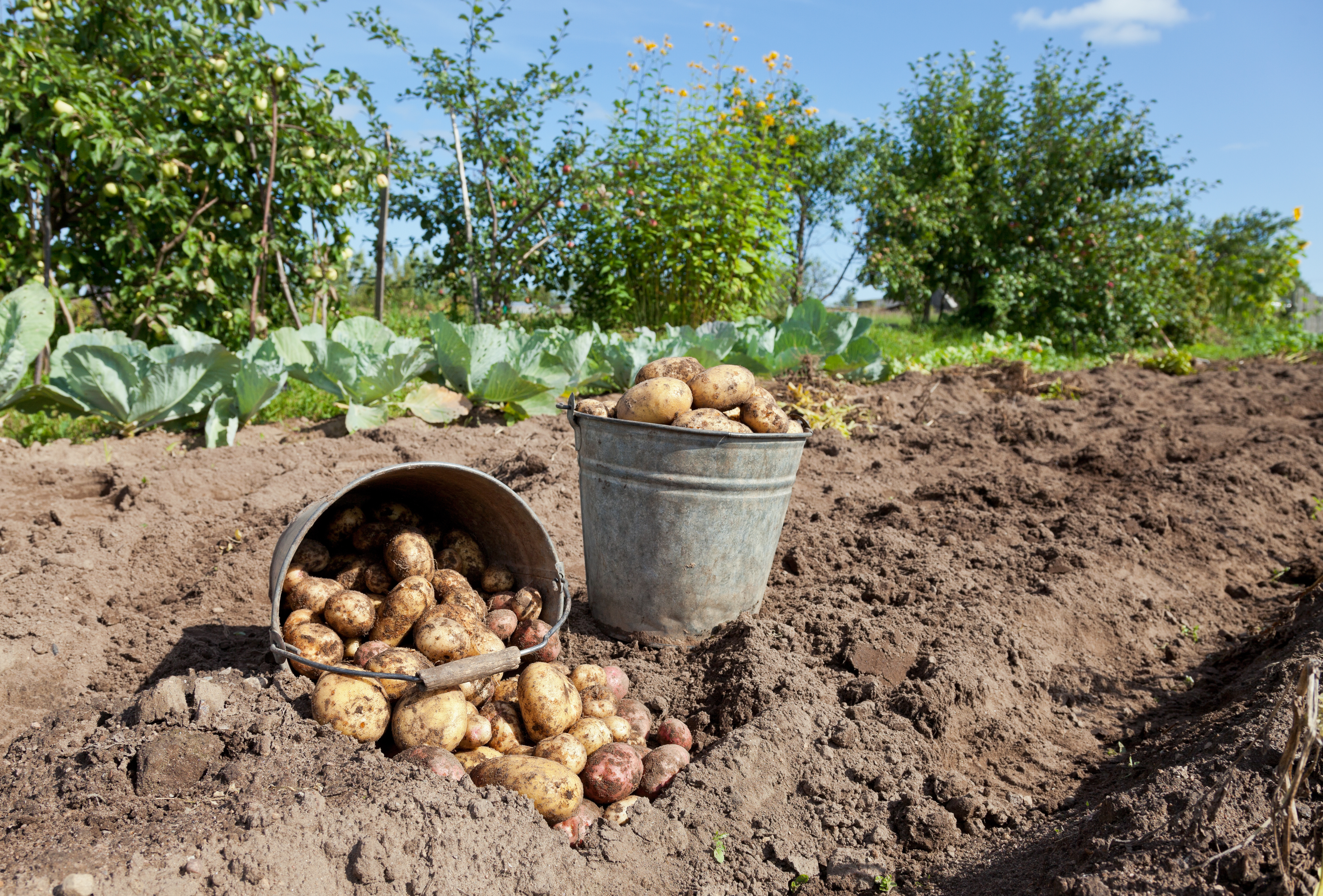 Что положить в лунку при посадке картофеля. Высокий урожай картофеля с маленького участка. Тёплые грядки для выращивания картофенля. Выращивание картофеля на приусадебном участке. Мотоблок сажать картошку.